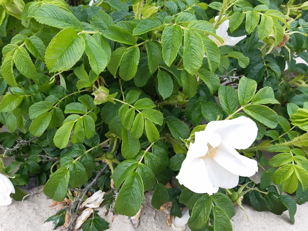 Dzika Róża pomarszczona (Rosa rugosa) kwitnąca na wydmach Darłówka Wschodniego