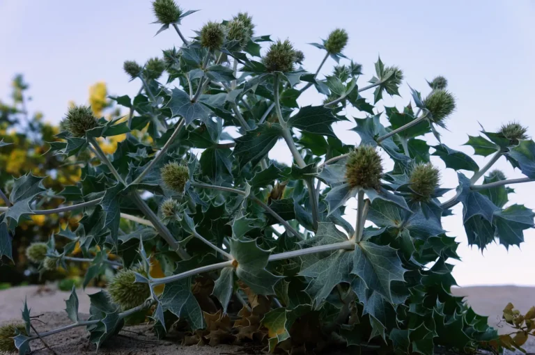 mikołajek nadmorski gdzie występuje w Darłówko